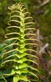 Lord Howe Island_20061211_070